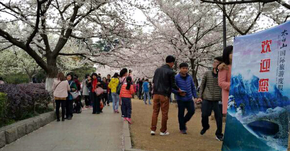 太白山旅游景区走进武汉大学樱花节