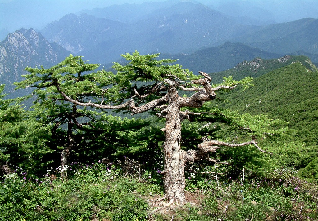 天宫盆景园 - 特有动植物 - 太白山旅游官网