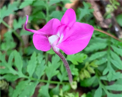 山花烂漫