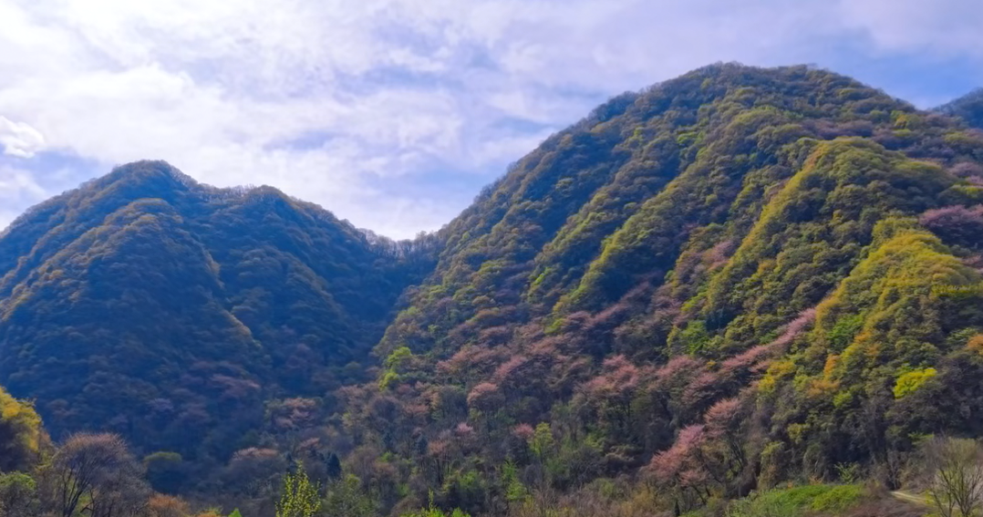 太白山紫荆含笑迎春到，赏花踏青健身心！太白山欢迎您