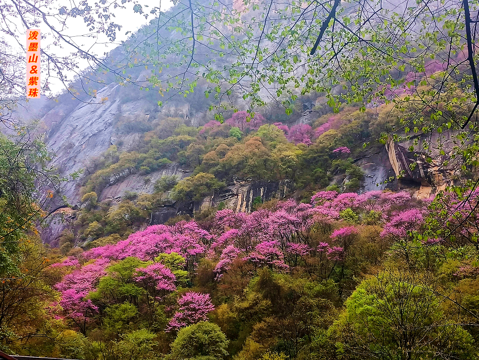 春花漫山